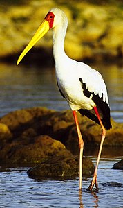 Yellow-billed stork standing cropped.jpg