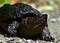 Young Common Snapping Turtle (Chelydra serpentina) along dike 10 June 2011 (7164544202).jpg