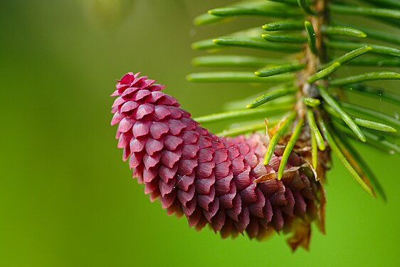 Young female cone of the the Norway spruce in Olympic Park in Munich