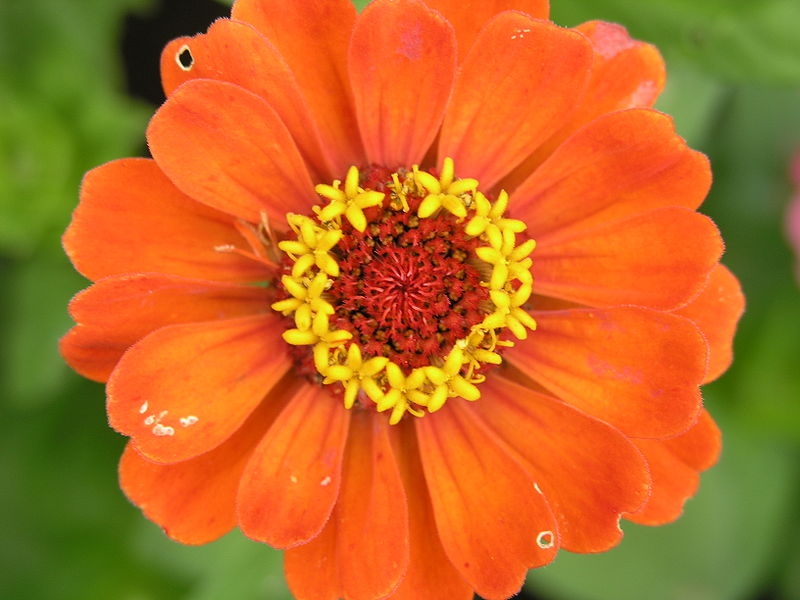 File:Zinnia elegans.jpg