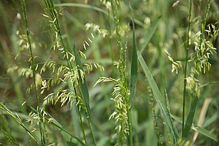 <i>Zizania texana</i> Species of grass
