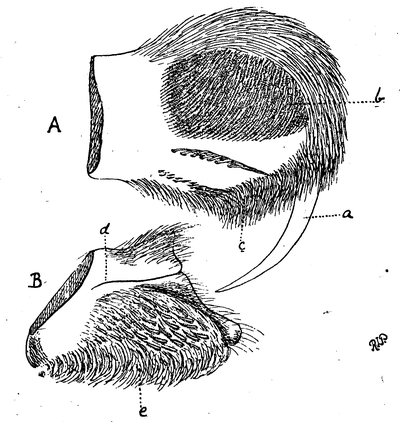 Stridulating organ of Harpactira chrysogaster.