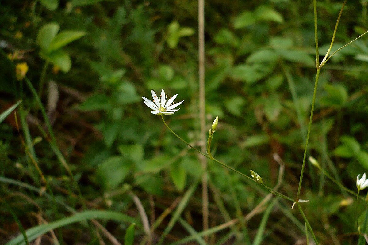 Звездчатка Болотная Stellária palústris