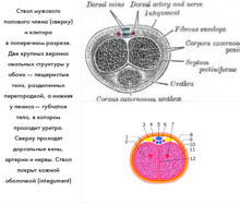 Скрытый половой член