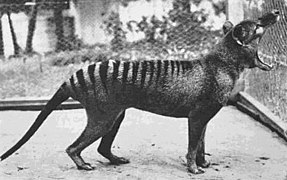 Vakovlk tasmánský (Thylacinus cynocephalus), černobílá fotografie, zvíře má široce rozevřenou tlamu