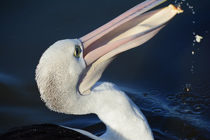 File:(1)Centennial Park birdlife 026.jpg