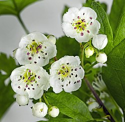 (MHNT) Crataegus monogyna - flowers and buds.jpg
