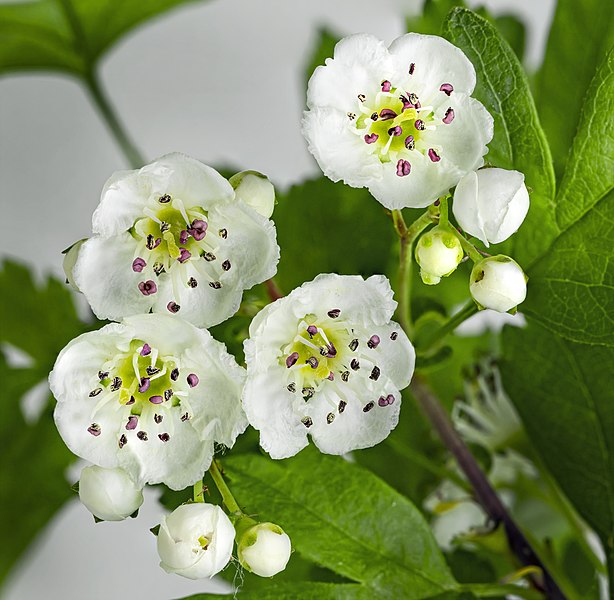 File:(MHNT) Crataegus monogyna - flowers and buds.jpg