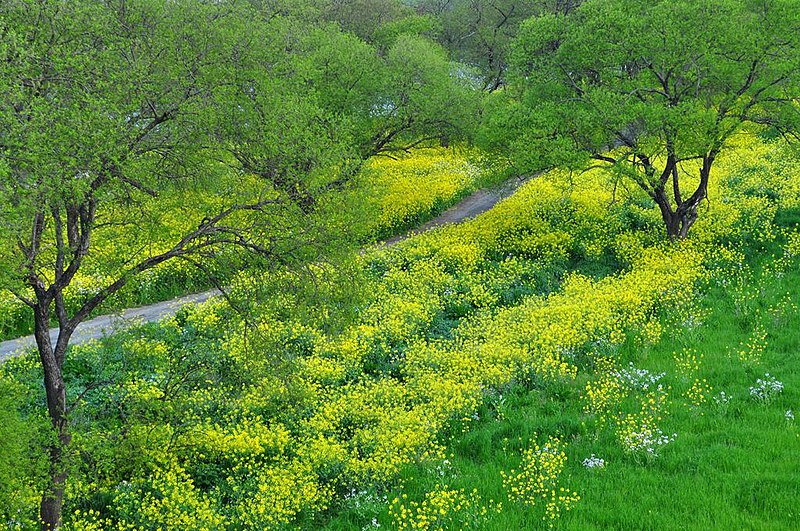 File:柳風公園 Yanagikaze Park - panoramio.jpg