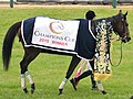 チャンピオンズカップの優勝レイと馬着を着装した勝利馬サンビスタ CC BY-SA 4.0