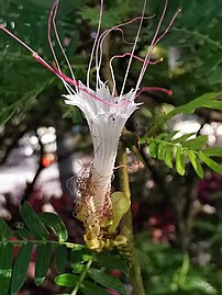 Calliandra surinamensis petalized stamens