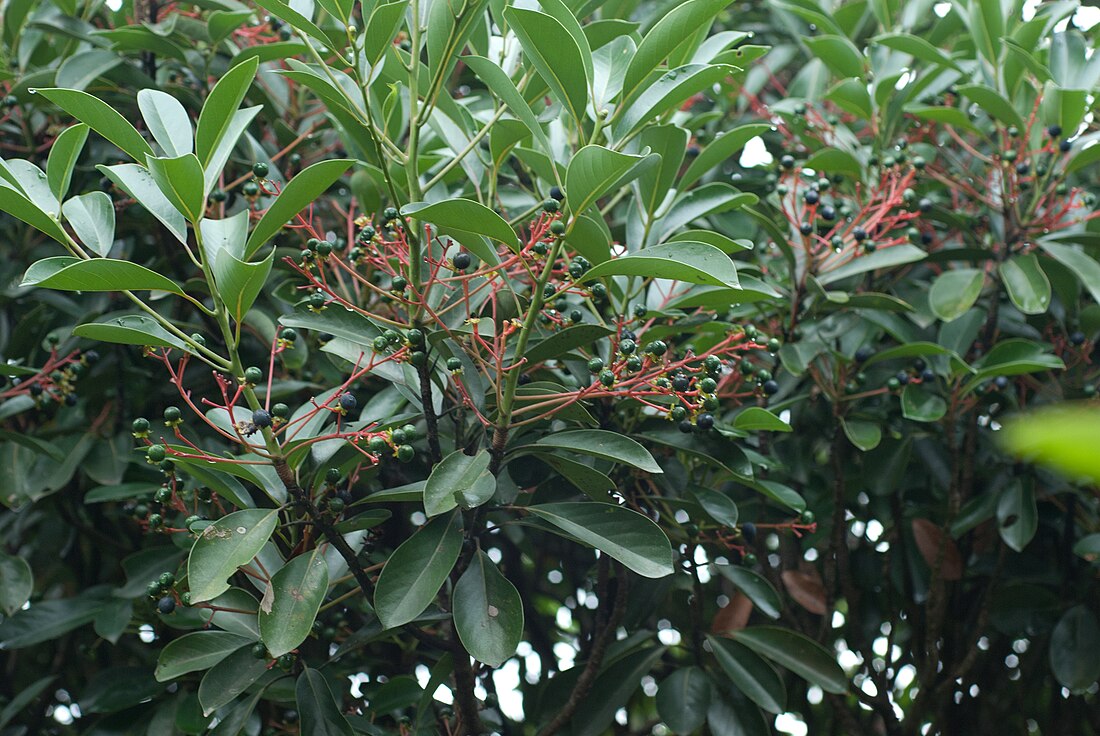 Syzygium buxifolium