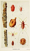 02-Indian-Insect-Life - Harold Maxwell-Lefroy - Kerria-Lacca.jpg