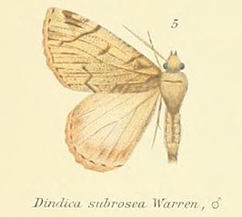 Dindica subrosea