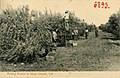 06793-Kings County-1905-Picking Prunes in Kings County-Brück & Sohn Kunstverlag.jpg