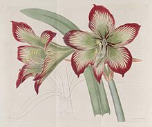 Amaryllis psittacina. Botanical Register 199 Hippeastrum psittacinum.jpg