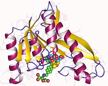 Phosphoribosylglycinamide_formyltransferase