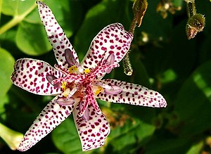 2006-10-18Tricyrtis11.jpg