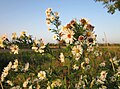 Erigeron annuus (Feinstrahl)