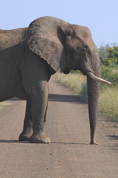 File:2013-02-23 06-29-19 South Africa Mpumalanga - Kruger National Park.JPG