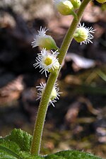 Thumbnail for Mitella diphylla