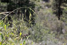 Needle-and Thread (Hesperostipa comata) seedbuds 2015.06.27 11.30.41 IMG 2780 - Flickr - andrey zharkikh.jpg