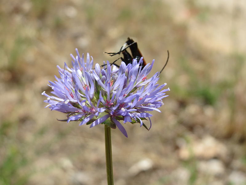 File:20150611Jasione montana2.jpg