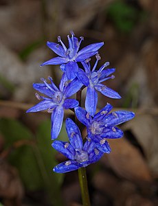 Zweiblättriger Blaustern - Scilla bifolia.