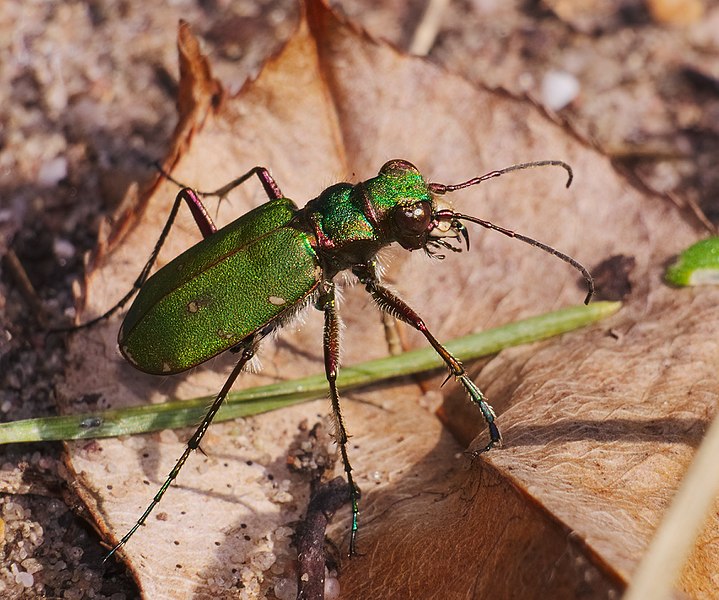 File:2017.03.25.-06-Kaefertaler Wald-Mannheim--Feld-Sandlaufkaefer.jpg