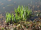 20170326Iris pseudacorus1.jpg