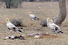 Egyptian vultures (Neophron percnopterus) surrounding a mammalian carcass. 20191213 Neophron percnopterus, Jor Beed Bird Sanctuary, Bikaner 0926 8272.jpg
