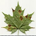 Thumbnail for File:2020 year. Herbarium. Acer platanoides. img-018.jpg