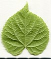 * Nomination Tilia cordata. Leaf abaxial side. --Knopik-som 00:29, 4 June 2021 (UTC) * Promotion  Support Good quality -- Johann Jaritz 03:58, 4 June 2021 (UTC)