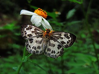 <i>Abraximorpha</i> Genus of skipper butterflies in tribe Tagiadini