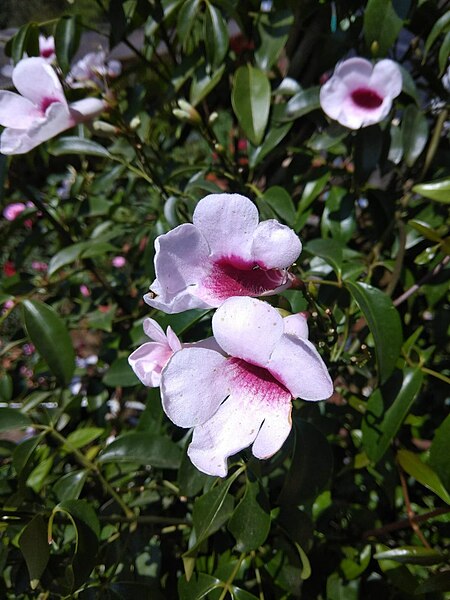 File:2 pink flowers.jpg