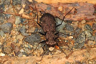 <i>Apterodela unipunctata</i> Species of beetle