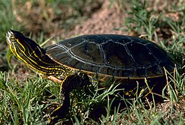 A4 Western painted turtle.jpg