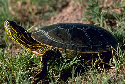 A western painted turtle facing away from the viewer on top of a dirt-patch overlooking water.