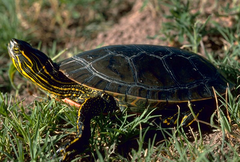 File:A4 Western painted turtle.jpg