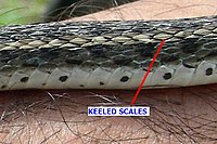 Keeled scales AB033 buff striped keeled scales1.JPG