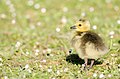 * Nomination A Canadian Gosling on the green lawn, by User:It.deepak --IM3847 08:11, 17 May 2020 (UTC) * Promotion Sharpness and DoF is very good but the composition is a lopsided. --MB-one 10:20, 24 May 2020 (UTC)  Support Good quality. --Andrew J.Kurbiko 12:37, 30 May 2020 (UTC)