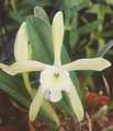 A and B Larsen orchids - Brassavola glauca 900-22z.jpg