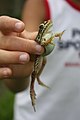 Ein Frosch in Gyeongju