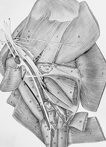 File:A guide to dissection of the blood vessels and nerves of the pectoral and pelvic limbs of the horse (1914) (20707506976).jpg