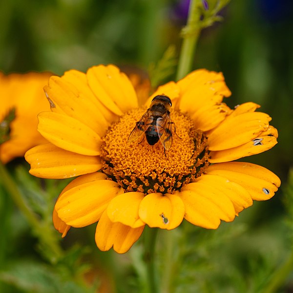 File:A hover fly pollinating a flower on the grounds of Darjeeling Tourist Lodge (2 of 3 image series).jpg