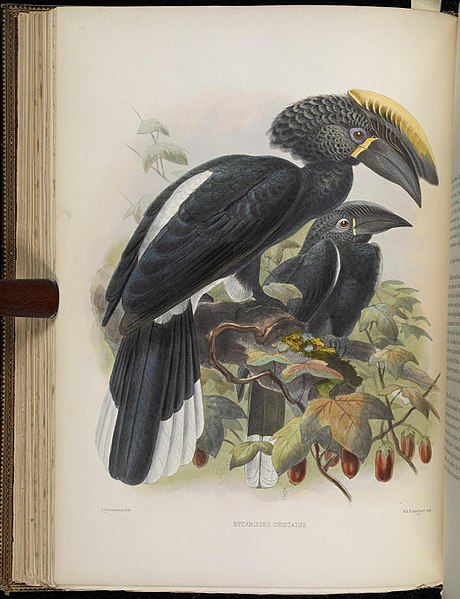 File:A monograph of the Bucerotidæ, or family of the hornbills (Plate XXVI) (7090228109).jpg