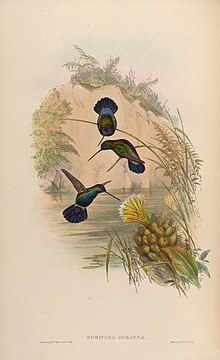 A monograph of the Trochilidæ, or family of humming-birds (Plate 87) (7175953308).jpg