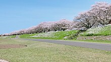 大野川右岸緑地の桜並木（大分県大分市)