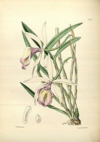 plate 175 Cattleya lindleyana Cattleya intermedia