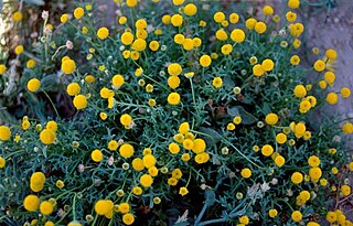 <i>Aaronsohnia</i> Genus of flowering plants